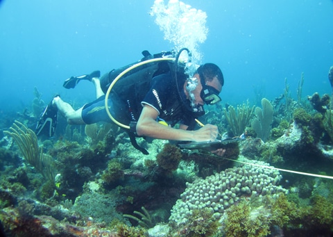 Graeme Browne conducts a benthic survey Graeme Browne conducts a benthic survey