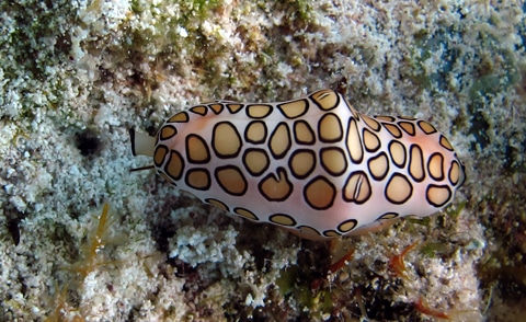Flamingo tongue (Cyphoma gibbosum) Flamingo tongue (Cyphoma gibbosum)