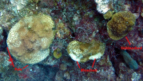 Various stages of bleaching in a mountainous star coral (Montastraea faveolata) Various stages of bleaching in a mountainous star coral (Montastraea faveolata)