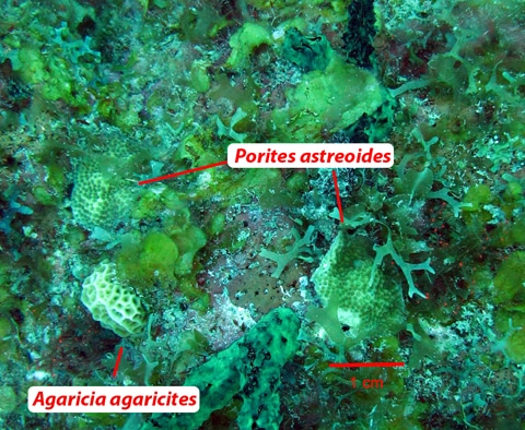 Porites and Agaricia coral recruits Porites and Agaricia coral recruits