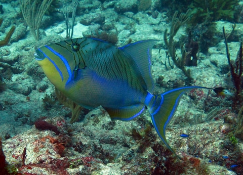 Few Queen triggerfish were found on the reef Few Queen triggerfish were found on the reef
