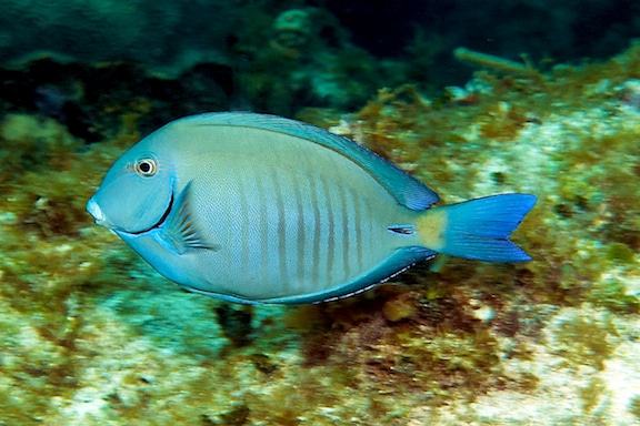 The Doctorfish (Acanthurus chirurgus) is type of surgeonfish and a common reef herbivore in waters around Great Inagua The Doctorfish (Acanthurus chirurgus) is type of surgeonfish and a common reef herbivore in waters around Great Inagua