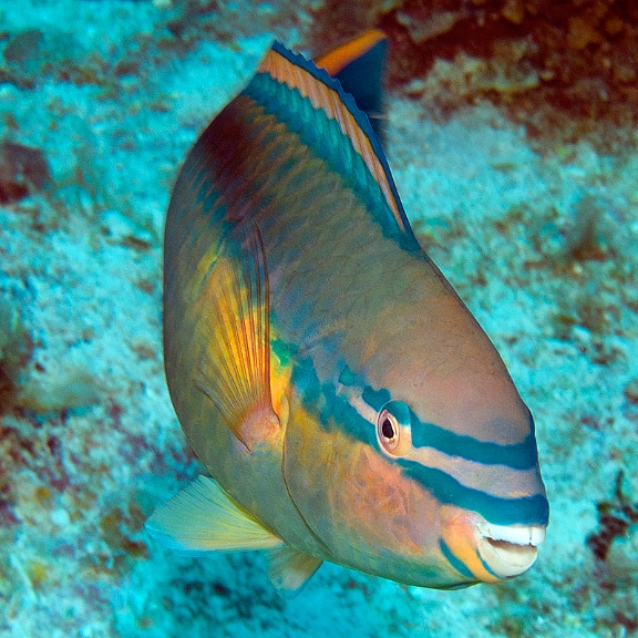 The Princess Parrotfish (Scarus taeniopterus) is a common herbivore on the reefs around Great Inagua The Princess Parrotfish (Scarus taeniopterus) is a common herbivore on the reefs around Great Inagua