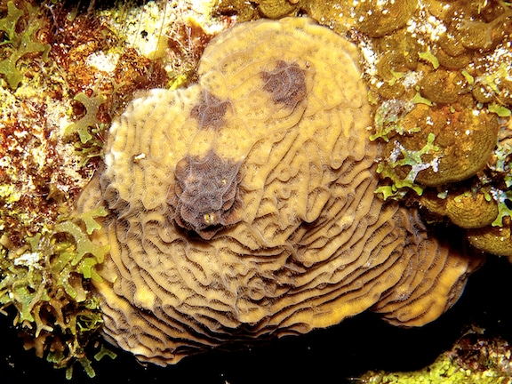 Agaricia agaricites showing dark spots disease on reefs around Great Inagua Agaricia agaricites showing dark spots disease on reefs around Great Inagua