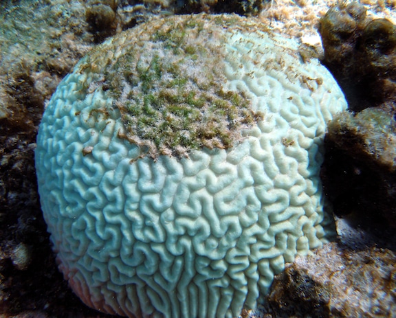 A bleached brain coral becoming overgrown with algae. Photo: NOAA A bleached brain coral becoming overgrown with algae. Photo: NOAA