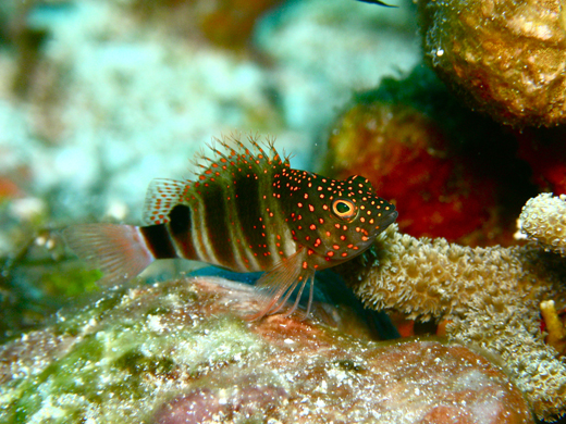 Redspotted hawkfish at Alice Shoal