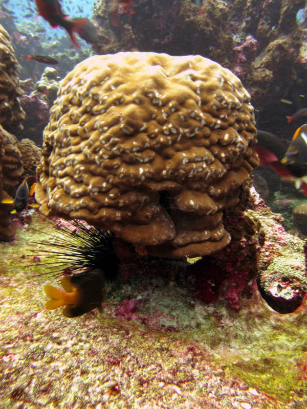Porites lobata colony