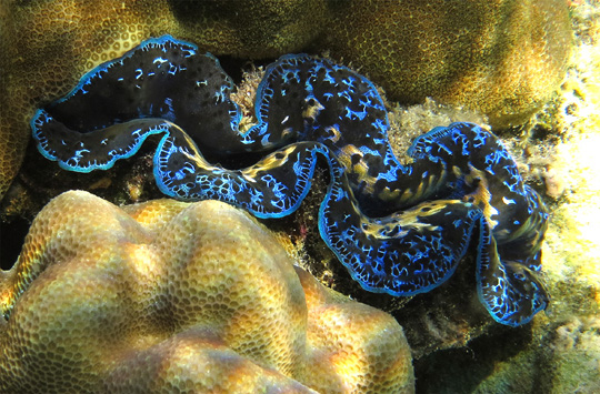 The giant clam is prized for its flesh all over the Pacific Islands, but also for the aquarium market.
