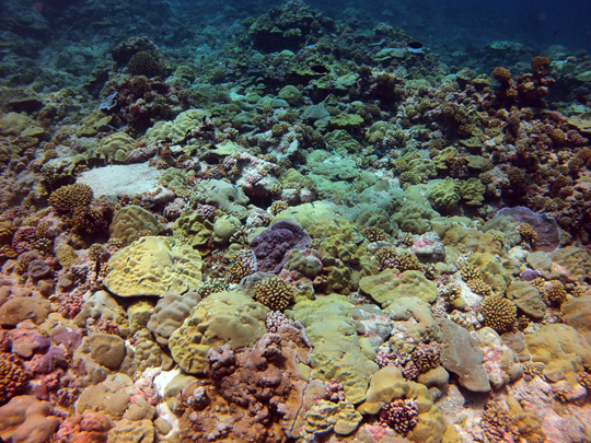 Shallow fore reef (5 m) on the leeward side of Fakarava with a high cover of plating and submassive Porites colonies and other species Shallow fore reef (5 m) on the leeward side of Fakarava with a high cover of plating and submassive Porites colonies and other species