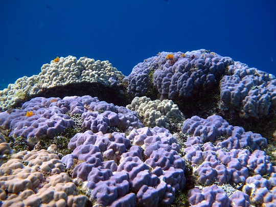 Studying growth rates of corals like these (Porites) will help us to understand how ocean acidification is affecting coral growth.