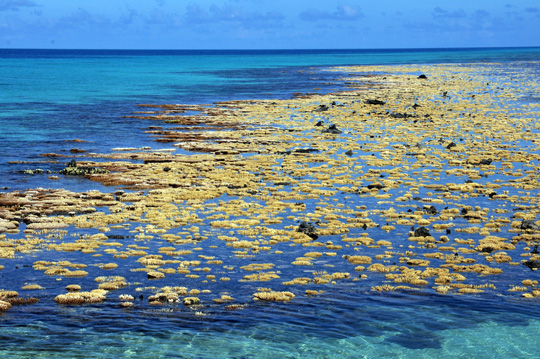 Lagoonal acroporids exposed at low tide