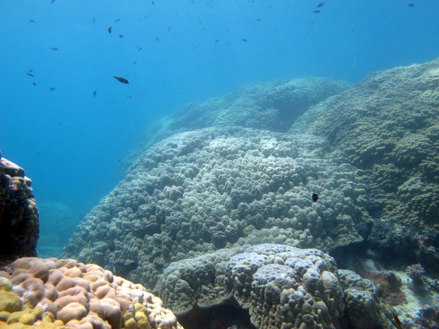 Large healthy Porites colonies at Rangiroa. There were the same colonies that had suffered a mortality event in 1998 and are mostly healthy today.