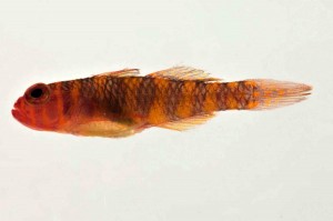 We discovered this distinctive new species of yellow-barred Dwarfgoby in the Austral Islands, which is fully grown at about 25 mm in length. It lives on coral reefs at depths of about 25-30 meters.